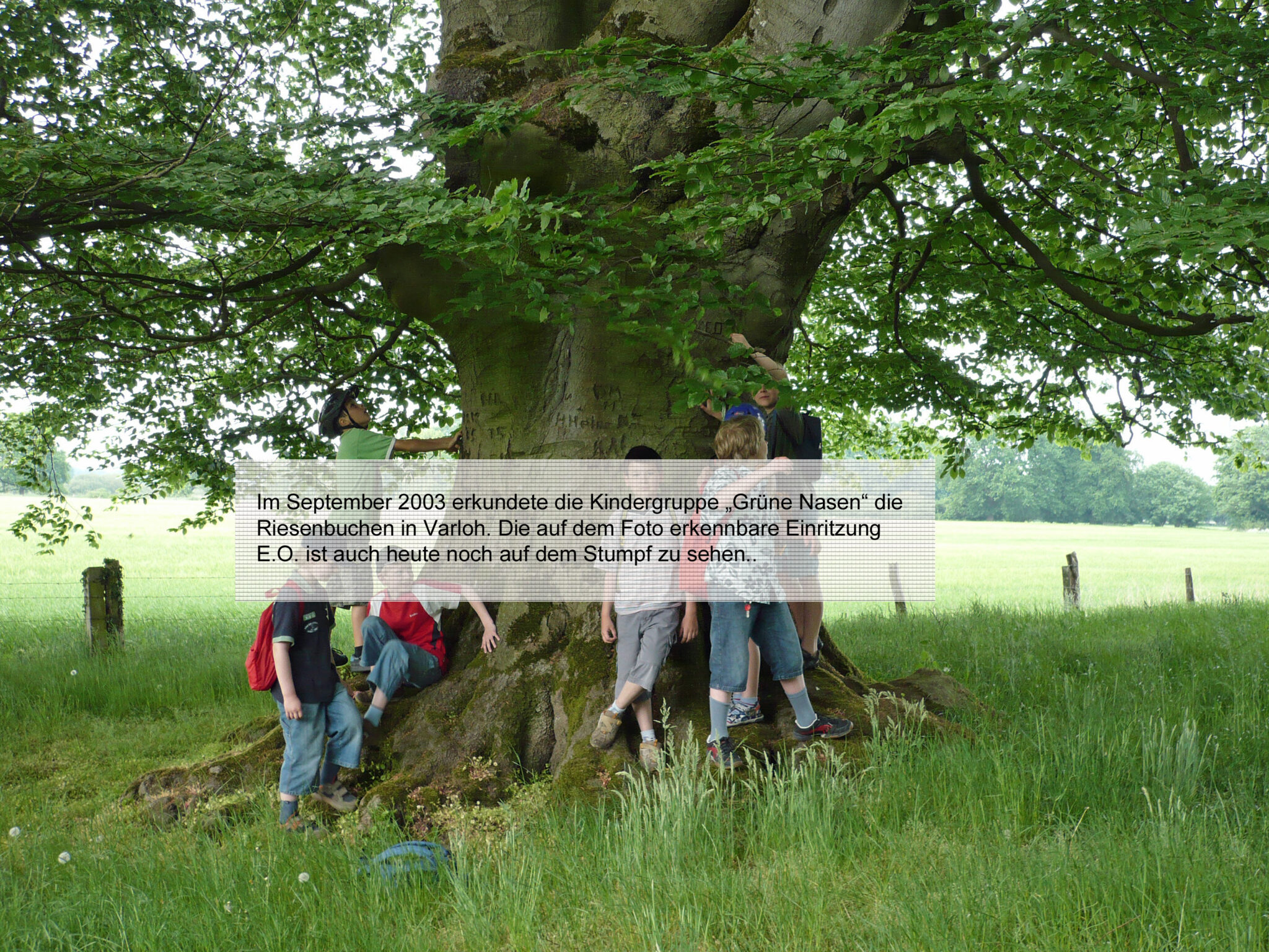 Auf Der Grünen Wiese Hab Ich Sie Gefragt Text